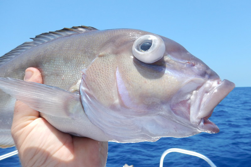 alt="Fish is held after being caught. Its eyes are bulging out because of barotrauma.